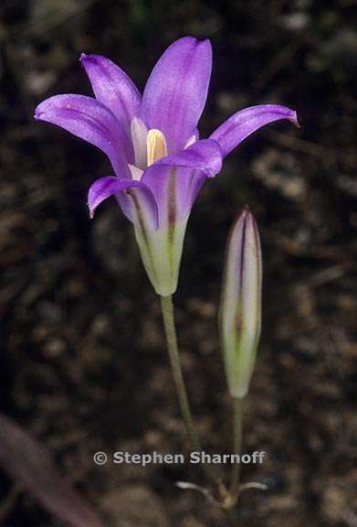 brodiaea elegans ssp elegans 3 graphic